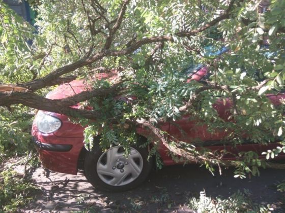 На автомобиль упало дерево или ветки - как возместить ущерб